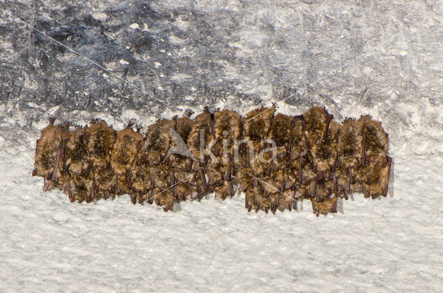 Geoffroy's Bat (Myotis emarginatus)