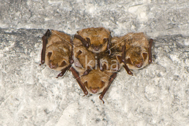 Geoffroy's Bat (Myotis emarginatus)