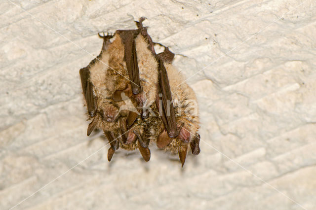 Geoffroy's Bat (Myotis emarginatus)