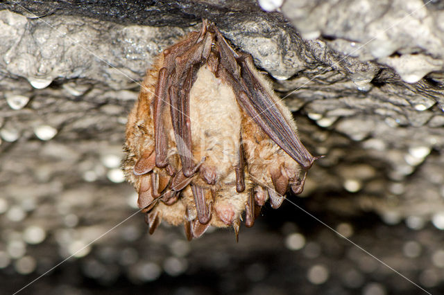 Ingekorven vleermuis (Myotis emarginatus)