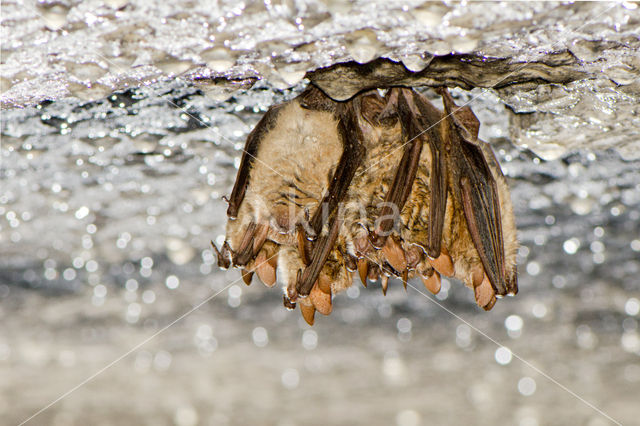 Ingekorven vleermuis (Myotis emarginatus)