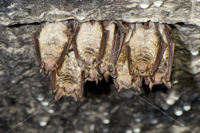 Geoffroy's Bat (Myotis emarginatus)