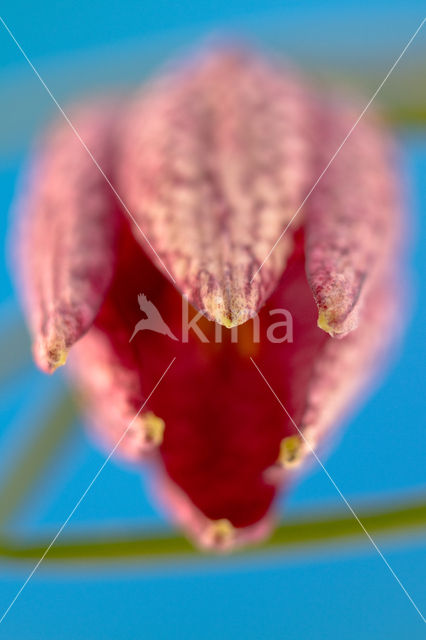 Kievitsbloem (Fritillaria spec)