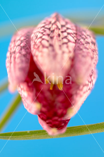 Kievitsbloem (Fritillaria spec)