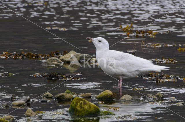 Kleine Burgemeester (Larus glaucoides)