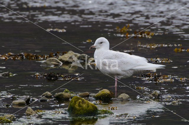 Kleine Burgemeester (Larus glaucoides)