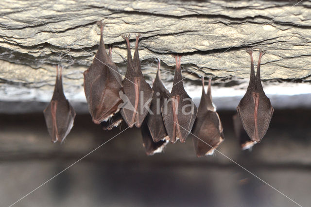 Kleine hoefijzerneus (Rhinolophus hipposideros)