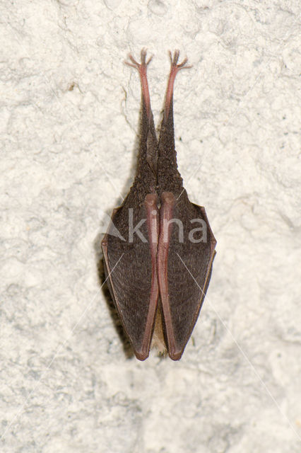 Kleine hoefijzerneus (Rhinolophus hipposideros)