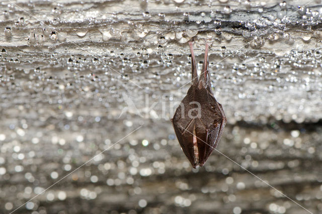 Kleine hoefijzerneus (Rhinolophus hipposideros)