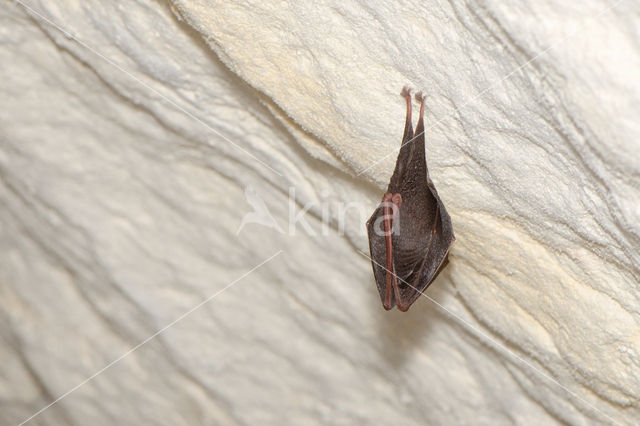 Kleine hoefijzerneus (Rhinolophus hipposideros)