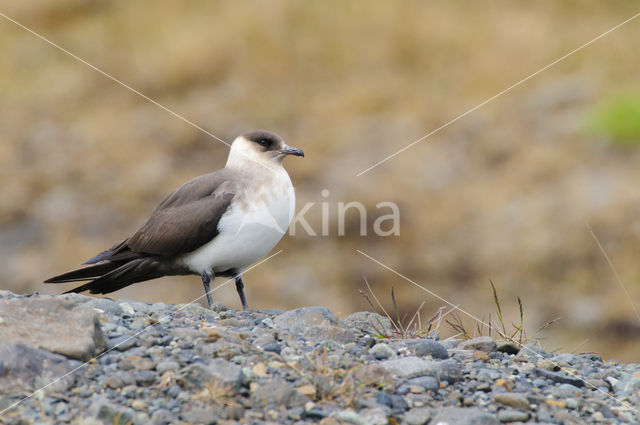 Parasitic Jaeger (Stercorarius parasiticus)