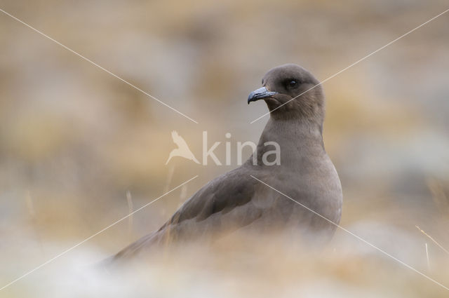 Parasitic Jaeger (Stercorarius parasiticus)