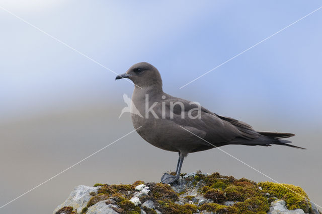 Parasitic Jaeger (Stercorarius parasiticus)