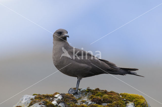 Kleine Jager (Stercorarius parasiticus)