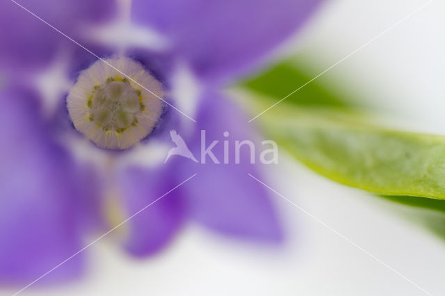 Lesser Periwinkle (Vinca minor)