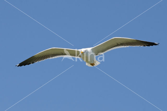 Lesser Black-backed Gull (Larus fuscus)