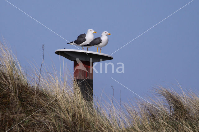 Kleine Mantelmeeuw (Larus fuscus)