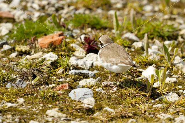 Kleine Plevier (Charadrius dubius)