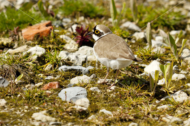 Kleine Plevier (Charadrius dubius)