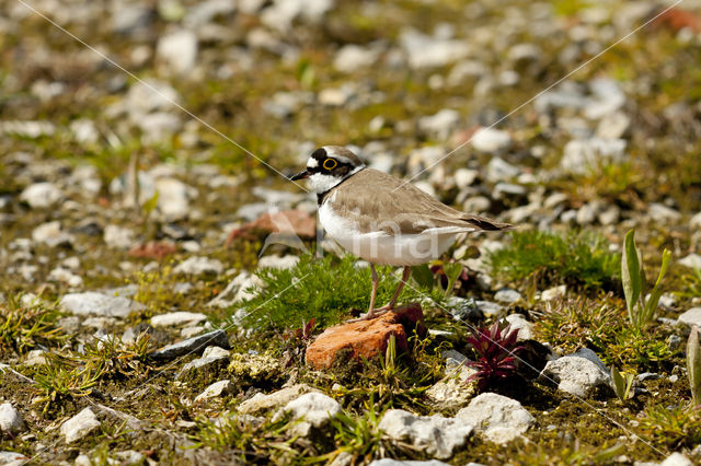 Kleine Plevier (Charadrius dubius)