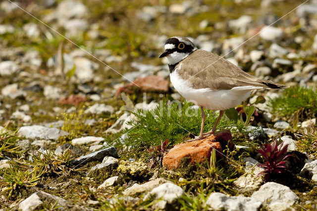 Kleine Plevier (Charadrius dubius)