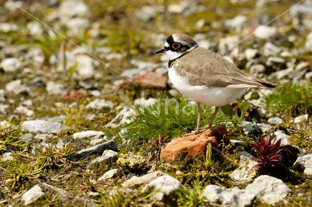 Kleine Plevier (Charadrius dubius)