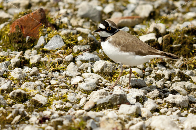 Kleine Plevier (Charadrius dubius)