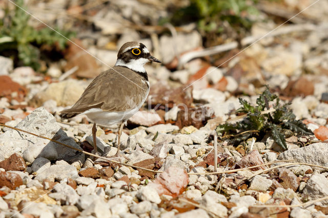 Kleine Plevier (Charadrius dubius)