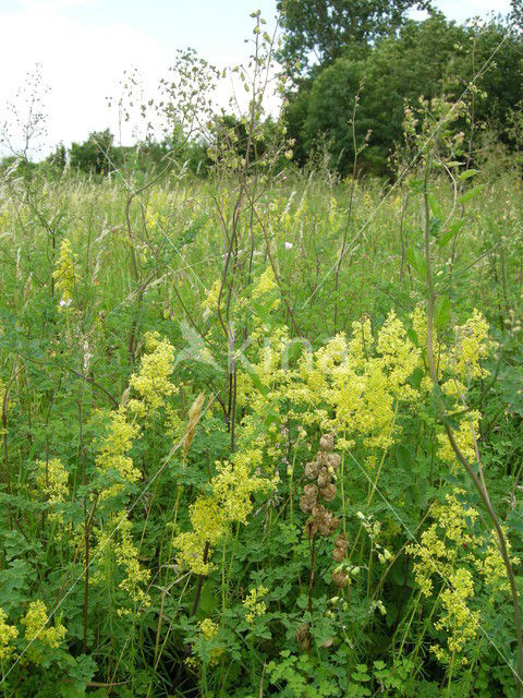 Lesser Meadow-rue (Thalictrum minus)