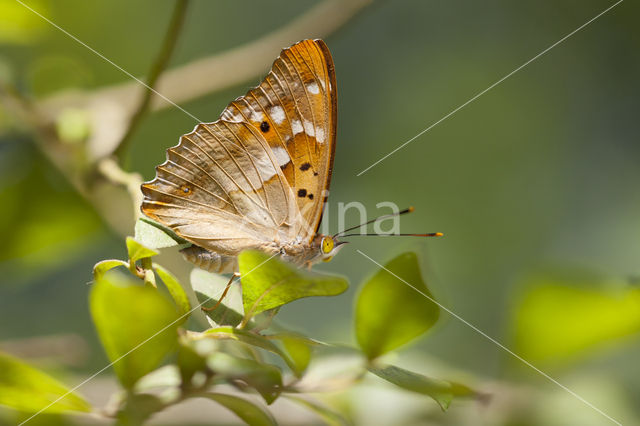 Lesser Purple Emperor (Apatura ilia)