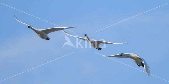 Bewick's Swan (Cygnus bewickii)