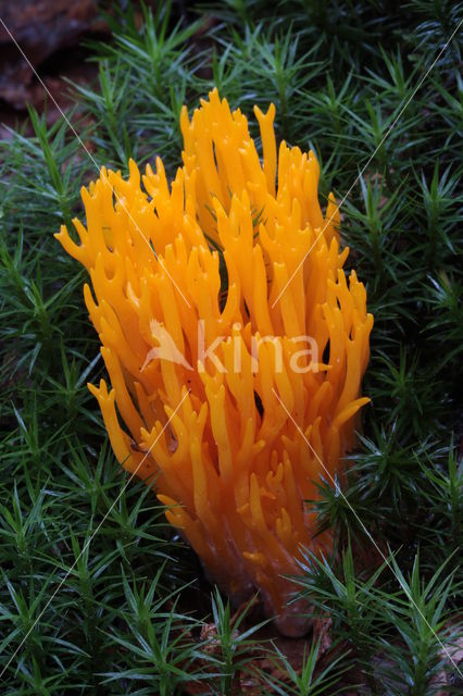 Yellow turning fork (Calocera viscosa)