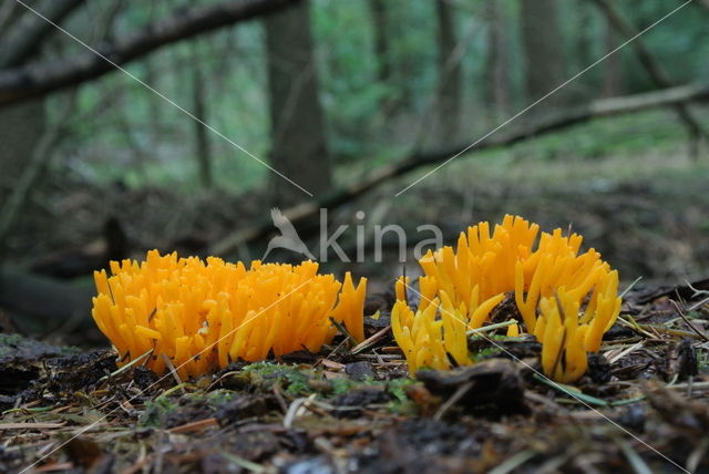 Kleverig koraalzwammetje (Calocera viscosa)