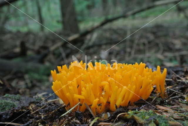 Kleverig koraalzwammetje (Calocera viscosa)