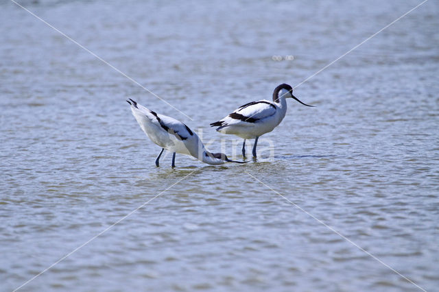 Pied Avocet (Recurvirostra avosetta)