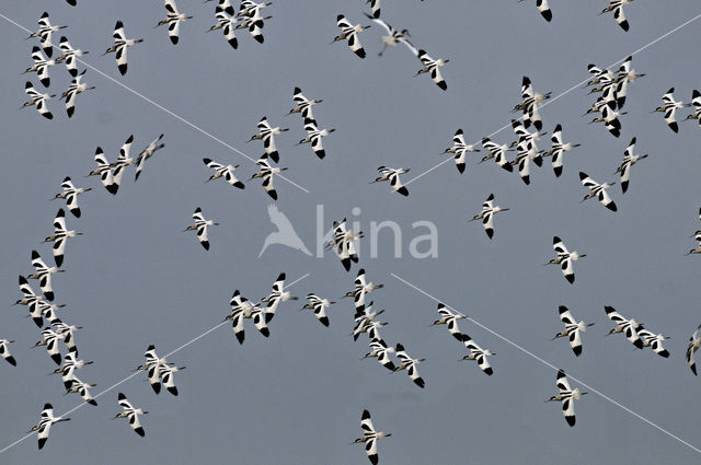 Pied Avocet (Recurvirostra avosetta)