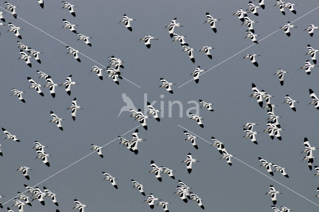 Pied Avocet (Recurvirostra avosetta)