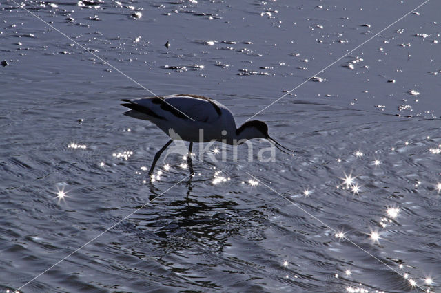 Pied Avocet (Recurvirostra avosetta)