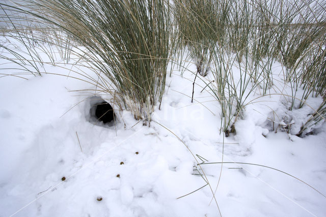 Rabbit (Oryctolagus cuniculus)