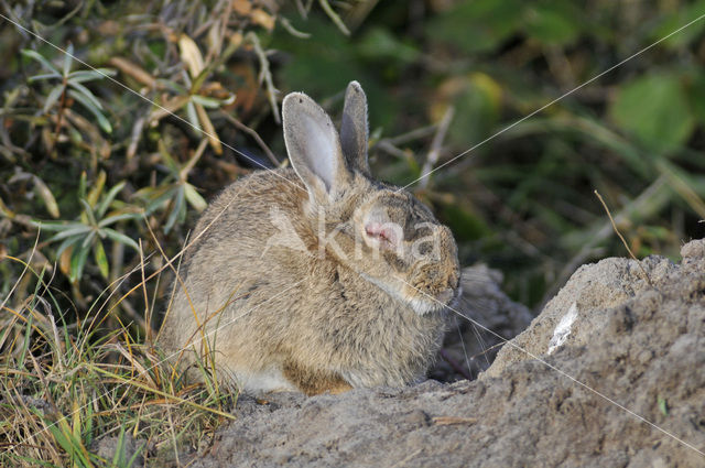 Rabbit (Oryctolagus cuniculus)