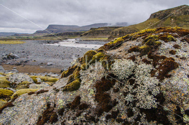 Lichen (Haematomma spec.)