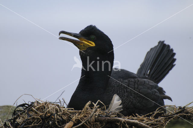 Kuifaalscholver (Phalacrocorax aristotelis)