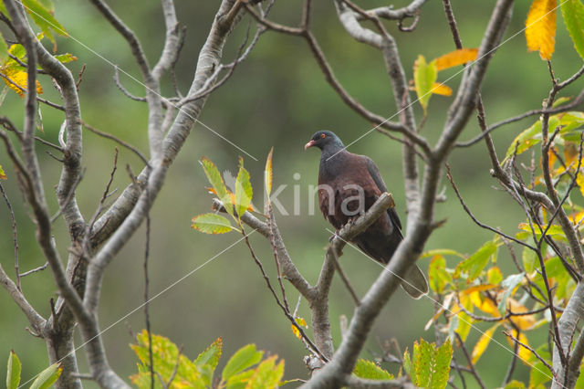 White-tailed Laurel Pigeon (Columba junoniae)