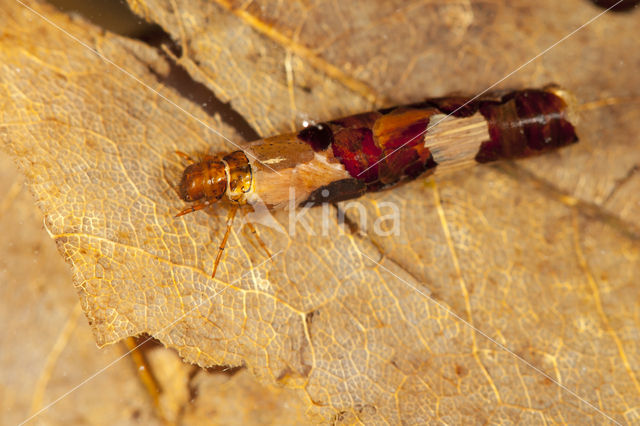 Limnephilus luridus (rode lijst NL