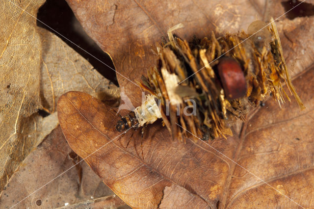 Limnephilus stigma (rode lijst NL