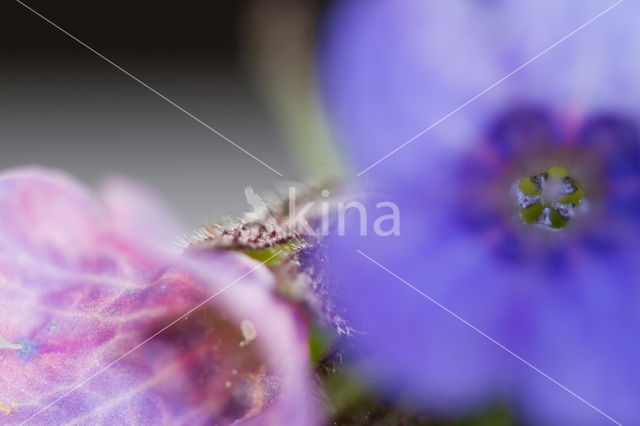 Lungwort (Pulmonaria )