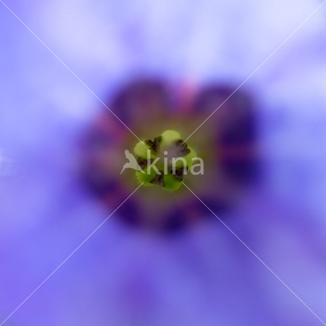 Longkruid (Pulmonaria )