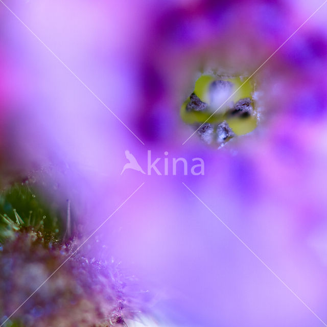 Lungwort (Pulmonaria )