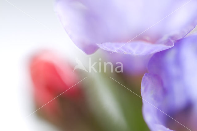 Lungwort (Pulmonaria )