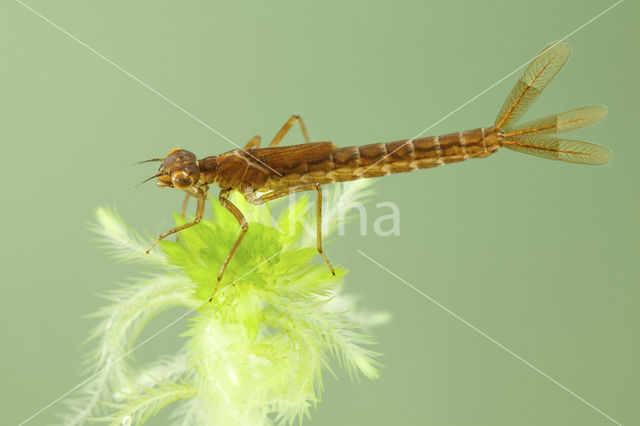 Maanwaterjuffer (Coenagrion lunulatum)